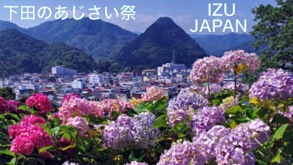 ★【IZU, JAPAN】伊豆 下田公園のあじさい祭　日本一の群生　下田漁港を見下ろす絶景　JAPAN Travel：Shimoda,Shizuoka　紫陽花　アジサイ　静岡県　hydrangea